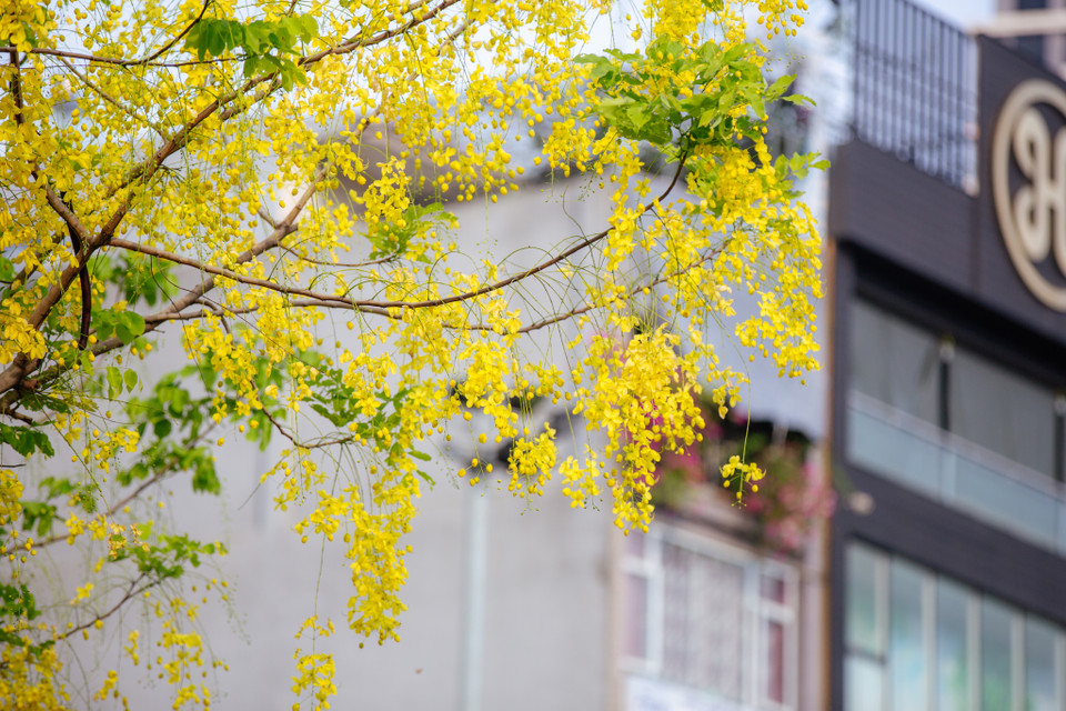 Không giống nhiều loài hoa khác, mùa hoa muồng hoàng yến kéo dài rất lâu thường bắt đầu từ tháng 5 và kết thúc vào cuối tháng 7. (Ảnh: Minh Sơn/Vietnam+)
