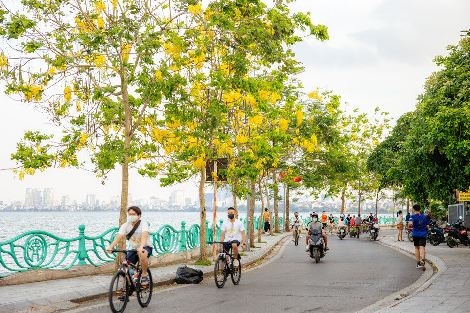 Mỗi góc phố có muồng hoàng yến sẽ khiến mùa hạ Hà Nội trở nên dịu dàng, đẹp đẽ hơn. (Ảnh: Minh Sơn/Vietnam+)