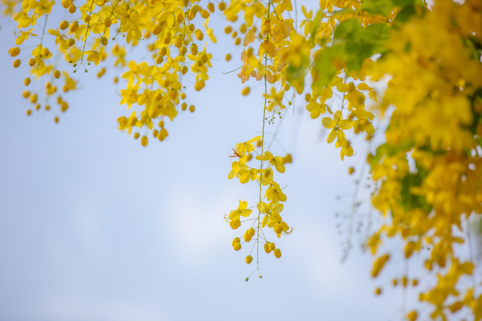 Mỗi bông hoa muồng hoàng yến có 5 cánh, mềm, mỏng rất đỗi dịu dàng. Hoa thường nở thành từng chùm lớn, rủ xuống dài khoảng 20-40cm. (Ảnh: Minh Sơn/Vietnam+)