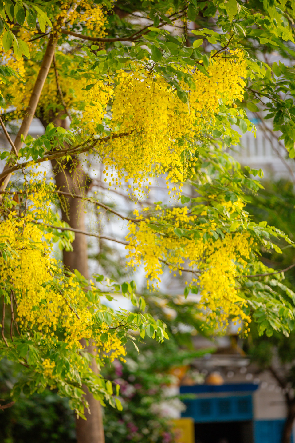 Chùm hoa muồng hoàng yến rủ xuống không khỏi khiến nhiều người xuyến xao. (Ảnh: Minh Sơn/Vietnam+)
