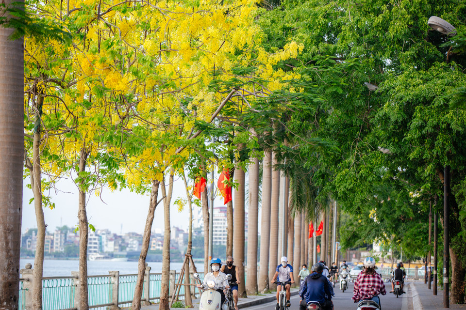 Ở Việt Nam, muồng hoàng yến mọc hoang dại trong rừng thưa ở các tỉnh Tây Nguyên như Gia Lai, Kon Tum, Đắk Lắk và được trồng nhiều ở đô thị như Nha Trang, Đà Lạt, Đà Nẵng,... (Ảnh: Minh Sơn/Vietnam+)