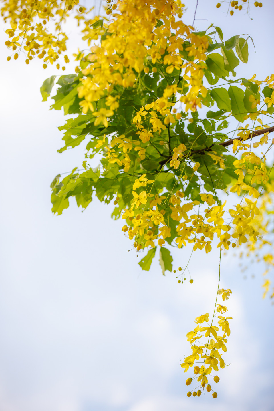 Muồng hoàng yến hay còn gọi một số tên gọi khác như muồng hoàng hậu, hoa lồng đèn, bò cạp nước, bò cạp vàng, mai dây, cây xuân muộn, mai nở muộn. (Ảnh: Minh Sơn/Vietnam+)