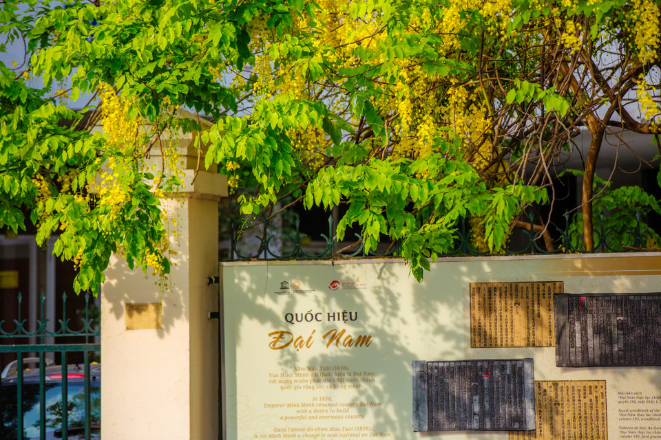 Giữa cái nắng chói chang của mùa hè, những chùm hoa muồng hoàng yến vàng rực đua nhau khoe sắc. (Ảnh: Minh Sơn/Vietnam+)