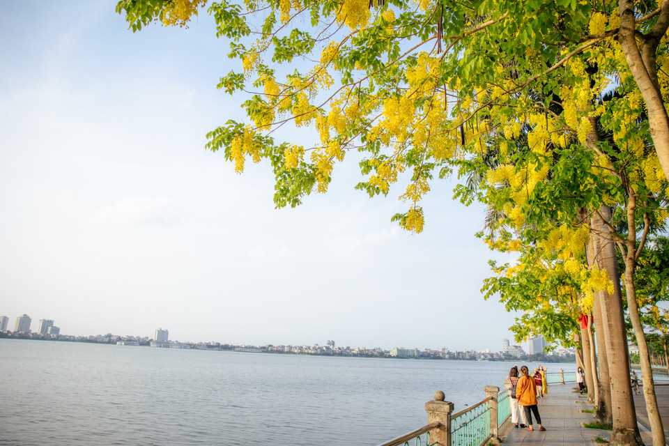 Vẻ đẹp của muồng hoàng yến giúp khung cảnh hồ Tây thêm đẹp và thơ mộng. (Ảnh: Minh Sơn/Vietnam+)