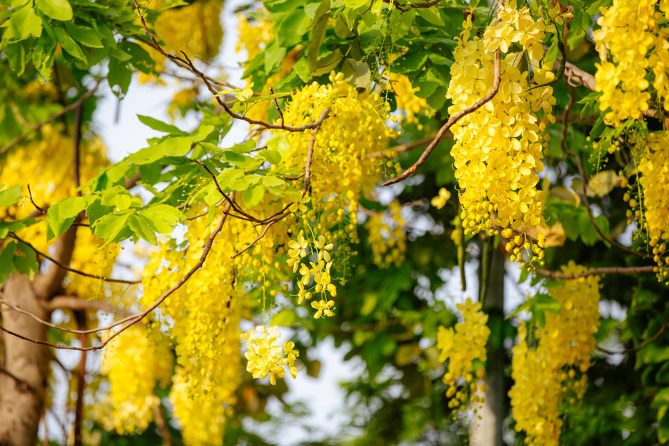 Trời càng nắng to, những chùm hoa muồng hoàng yến càng rực rỡ. (Ảnh: Minh Sơn/Vietnam+)