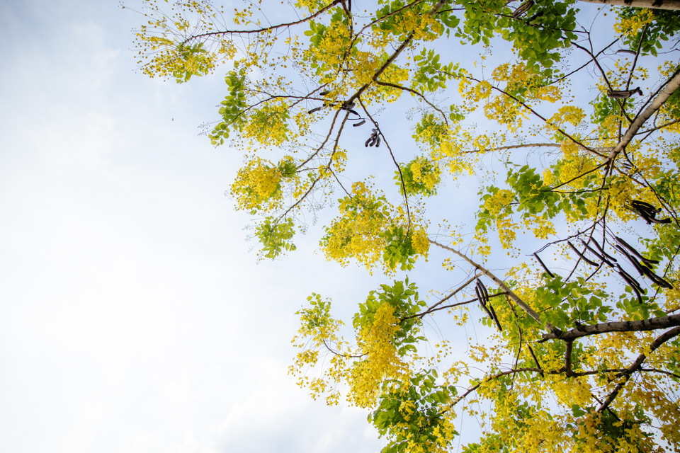 Hàng cây hoa muồng hoàng yến được trồng nhiều ven đường Trích Sài, Nguyễn Đình Thi. (Ảnh: Minh Sơn/Vietnam+)