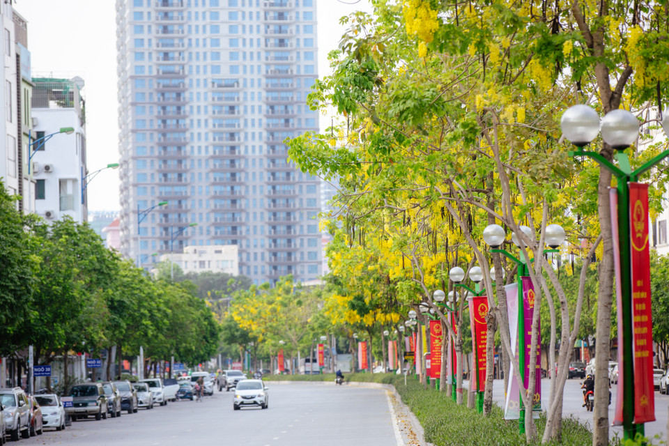 Mùa hạ của Hà Nội là một bức tranh đầy tuyệt đẹp với màu tím của hoa bằng lăng, sắc đỏ của hoa phượng, hồng của hoa sen cùng với sắc vàng rực rỡ của muồng hoàng yến. (Ảnh: Minh Sơn/Vietnam+)