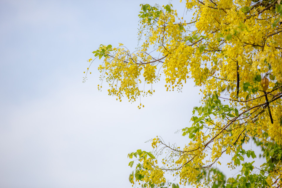 Hoa đẹp, tán rộng, sinh trưởng và phát triển nhanh nên loài cây này thường được lựa chọn trồng ở các tuyến phố cho bóng mát và tạo nên khung cảnh lãng mạn. (Ảnh: Minh Sơn/Vietnam+)