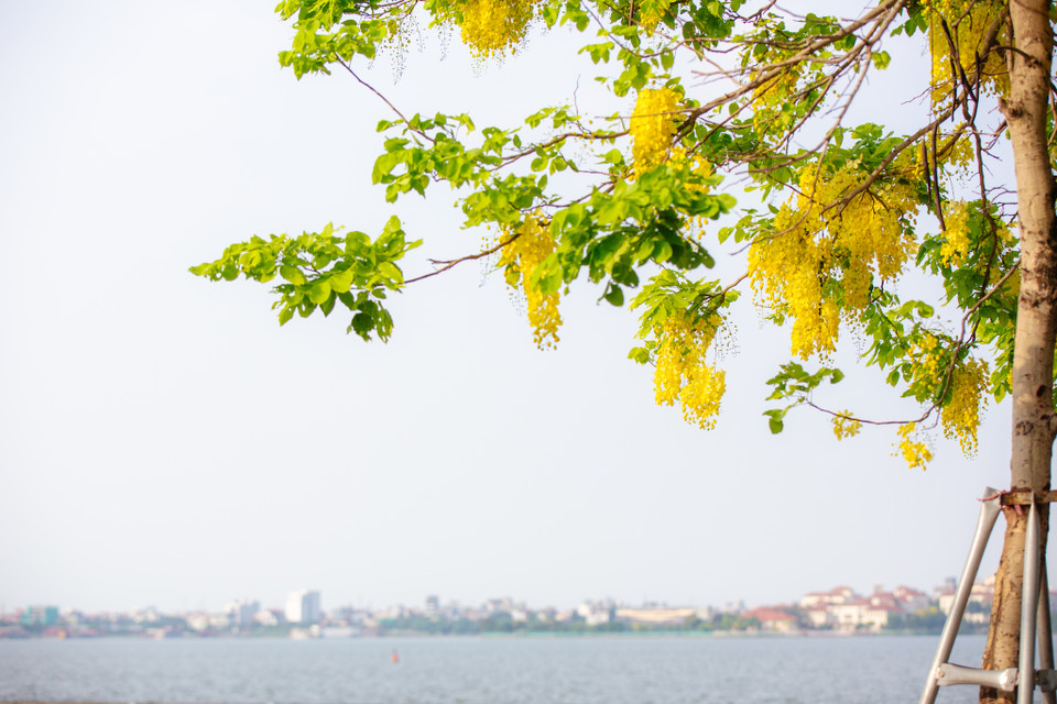 Sắc vàng tươi tắn của muồng hoàng yến. (Ảnh: Minh Sơn/Vietnam+)