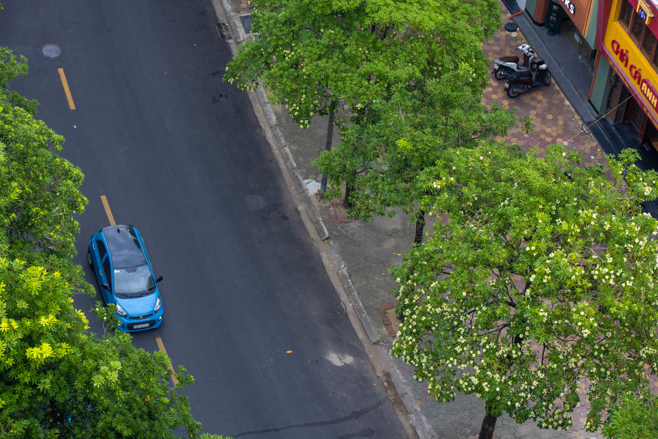 Hoa sữa là một loài hoa đặc trưng của Thủ đô mỗi dịp Thu về. (Ảnh: Minh Sơn/Vietnam+)