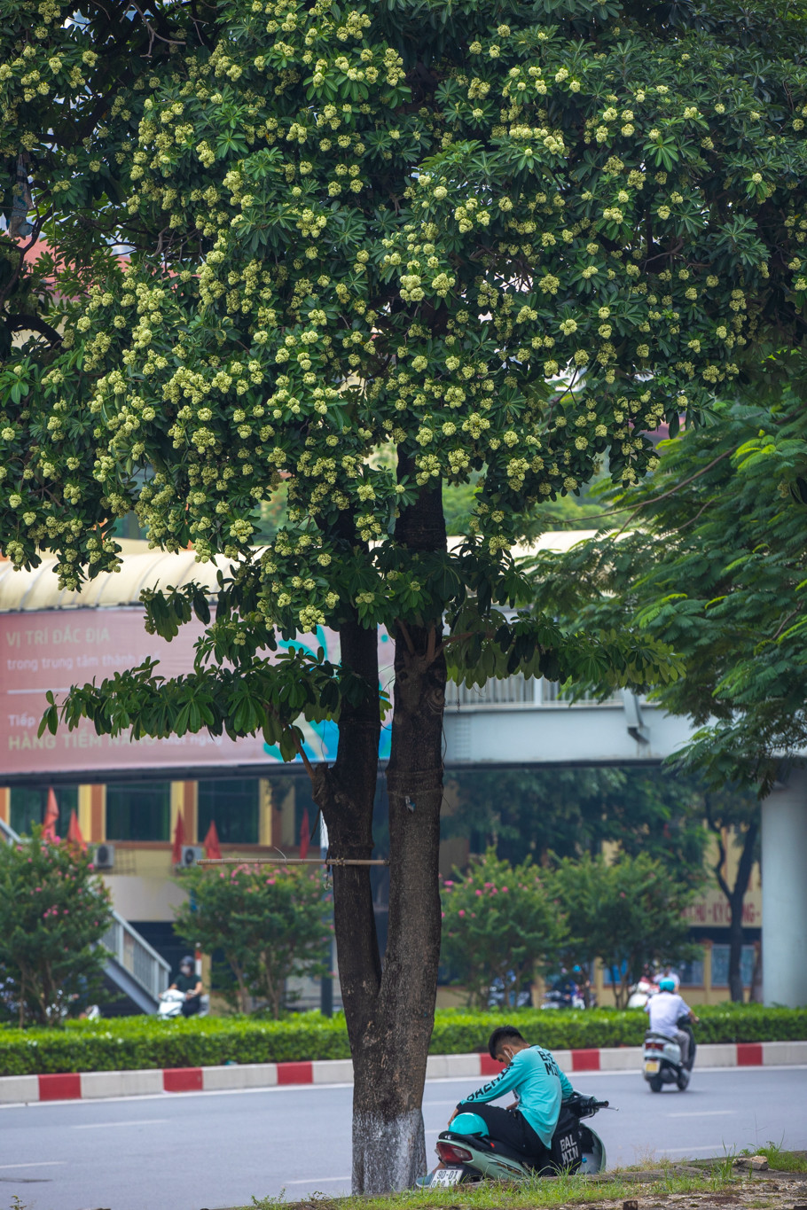 Thậm chí có những người 'nghiện' hoa sữa đến mức mỗi khi đi qua một con phố có loài hoa này, họ bất giác đi chậm lại, 'hít lấy hít để' cái mùi đặc trưng ấy. (Ảnh: Minh Sơn/Vietnam+)