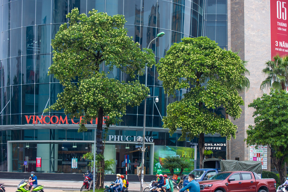 Hoa sữa đã đi vào thi ca. (Ảnh: Minh Sơn/Vietnam+)