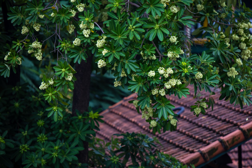 Nhiều người đi xa Hà Nội lại thèm cái thứ mùi nồng nàn ấy. (Ảnh: Minh Sơn/Vietnam+)