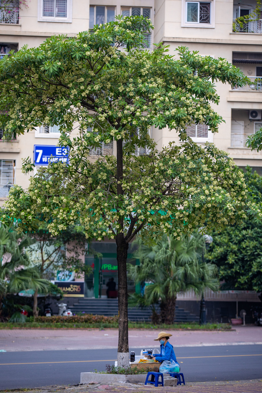 Những chùm hoa trắng muốt nhỏ xinh nơi góc phố tạo nên một khung cảnh khác lạ của Hà Nội những ngày lành lạnh mùa Thu. (Ảnh: Minh Sơn/Vietnam+)