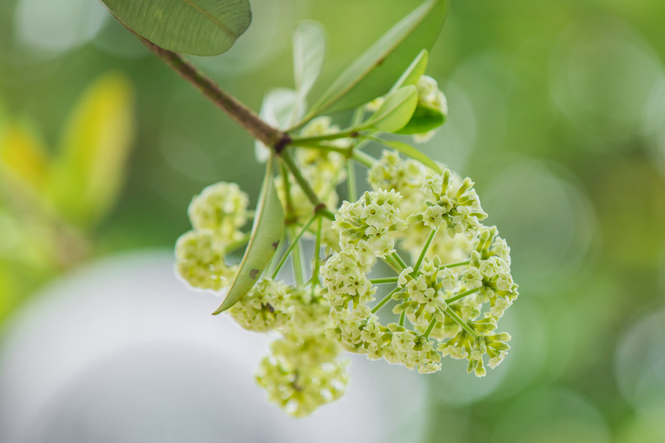 Con phố Trung Hòa nhưng năm gần đây hoa sữa nở rợp trời, nhiều bạn trẻ gọi với cái tên 'con đường hoa sữa.' (Ảnh: Minh Sơn/Vietnam+)