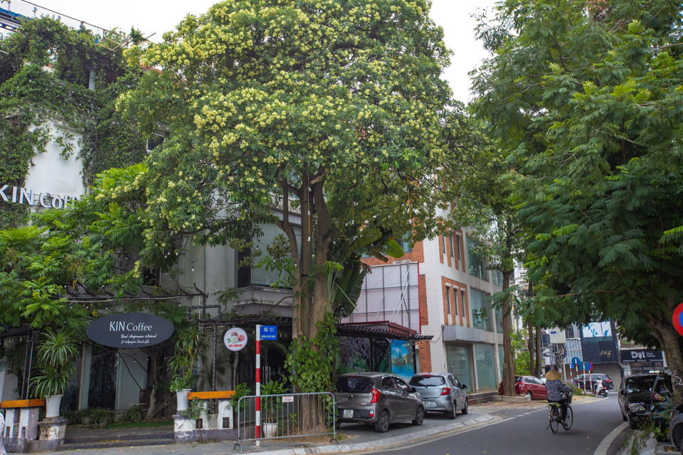 Mùi hoa sữa cũng chính là tín hiệu cho một mùa Thu lại về. (Ảnh: Minh Sơn/Vietnam+)