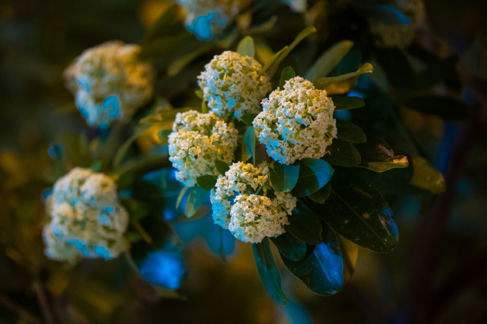 Những chùm hoa trắng như điểm nhấn trên khắp phố phường cùng cơn gió nhẹ đẩy hương hoa bay xa. (Ảnh: Minh Sơn/Vietnam+)