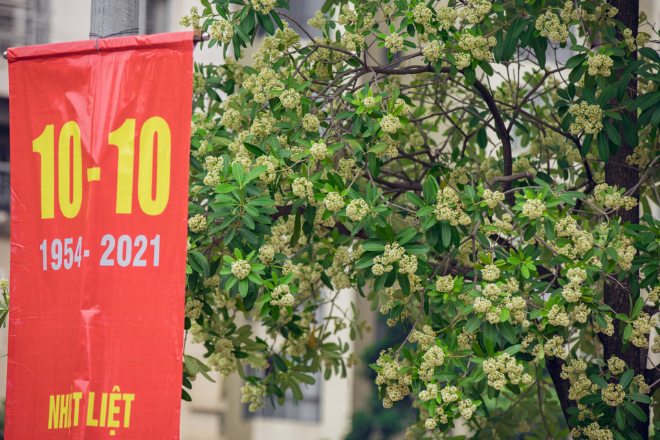 Một Hà Nội với những cơn gió nhè nhẹ, se se lạnh cùng hương hoa sữa nồng nàn lan tỏa khắp phố phường dần dần theo thời gian đã trở thành một phần không thể thiếu. (Ảnh: Minh Sơn/Vietnam+)