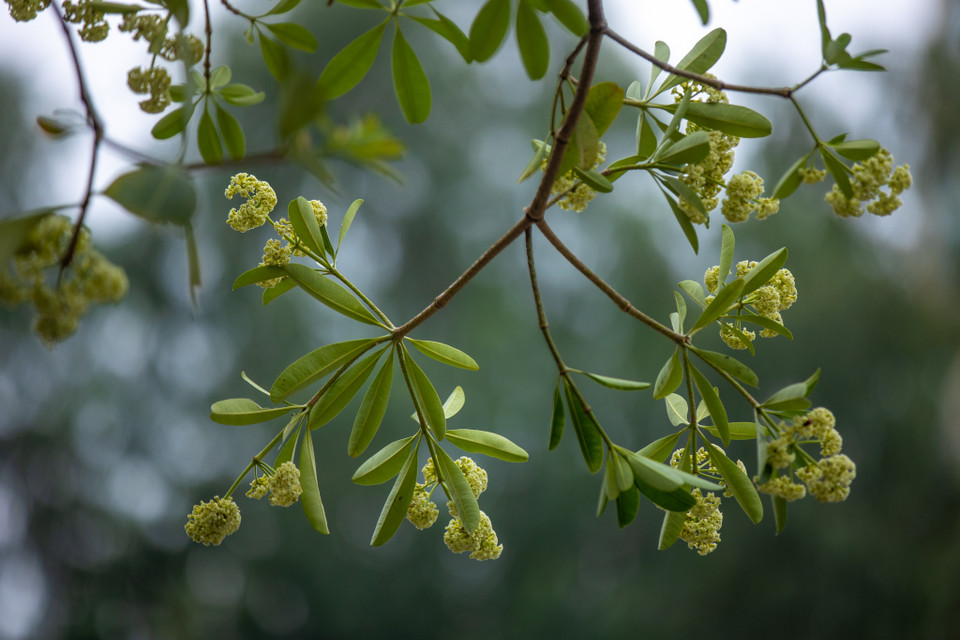 Hoa sữa mang vẻ đẹp dung dị, dịu dàng với những chùm hoa nhỏ xinh xắn cùng mùi hương không lẫn vào đâu được. (Ảnh: Minh Sơn/Vietnam+)