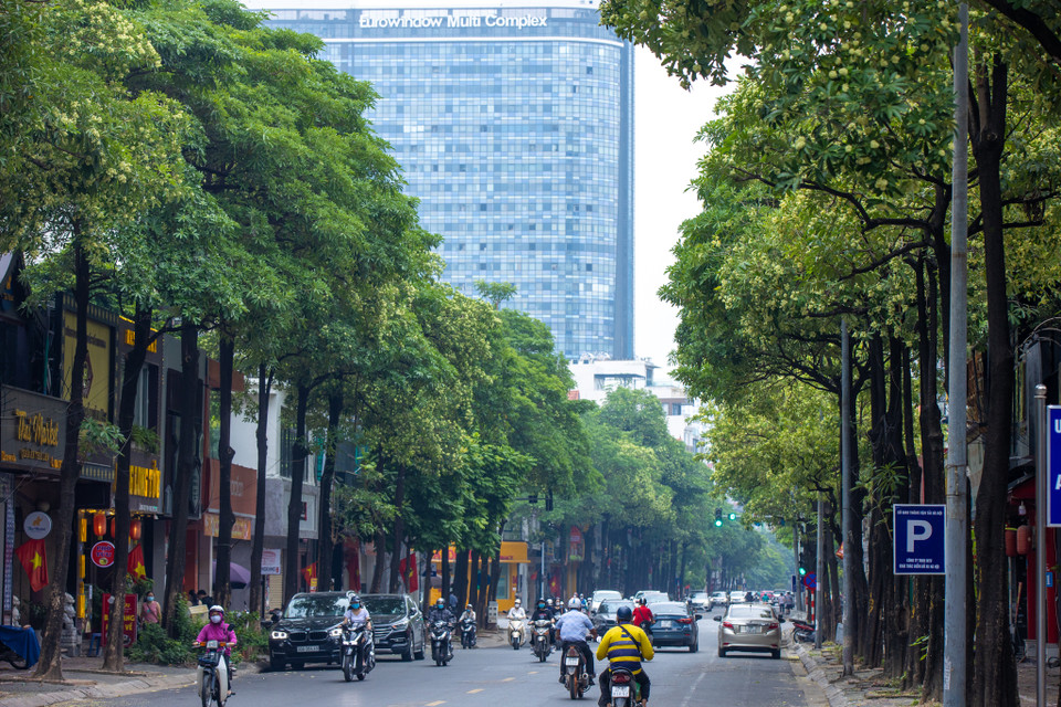 Loài hoa này mang vẻ ngoài bình dị, không rực rỡ nhưng lại có một mùi hương nồng nàn đặc biệt. (Ảnh: Minh Sơn/Vietnam+)