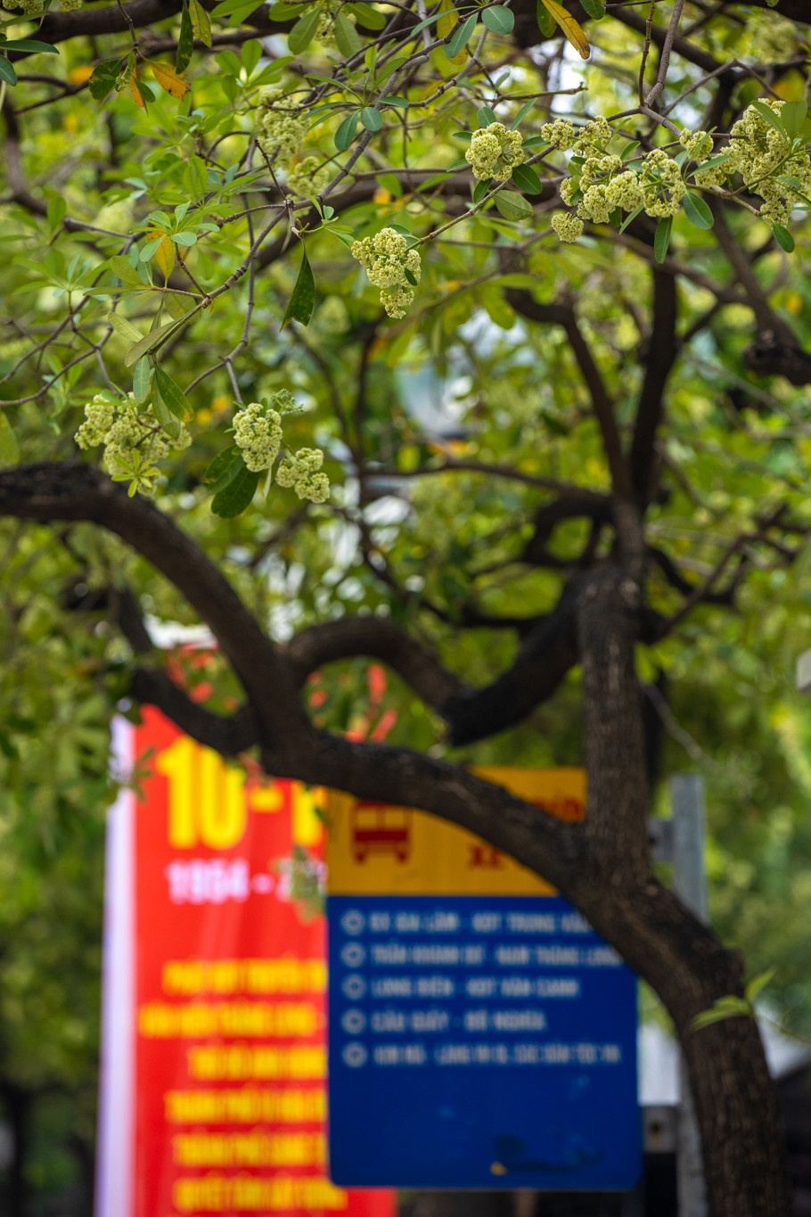 Hoa sữa càng về cuối vụ càng toả hương cũng đậm đà hơn cũng khiến nhiều người tỏ ra khó chịu và không thích loài hoa này. (Ảnh: Minh Sơn/Vietnam+)