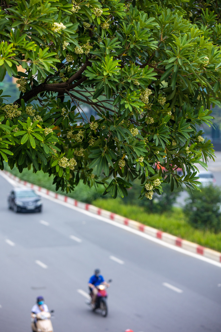 Vì họ biết, cảm giác dạo quanh từng con phố nhỏ, chậm rãi thưởng thức mùi hương nhẹ nhàng thoảng trong không khí là không đâu có được. (Ảnh: Minh Sơn/Vietnam+)