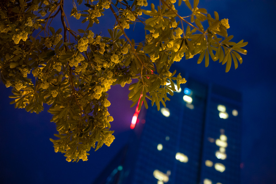 Mùa hoa sữa bắt đầu vào cuối tháng 9 cho đến tháng 12 và thường về cuối mùa thì hương hoa càng đậm hơn. (Ảnh: Minh Sơn/Vietnam+)