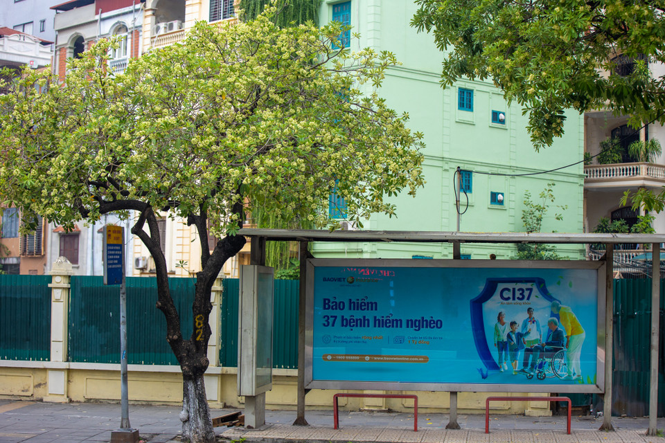 Một con đường chỉ cần đôi ba cây hoa sữa lâu năm cũng đủ tỏa hương thơm ngát, ai vội ghé ngang cũng có thể nhận ra.(Ảnh: Minh Sơn/Vietnam+)