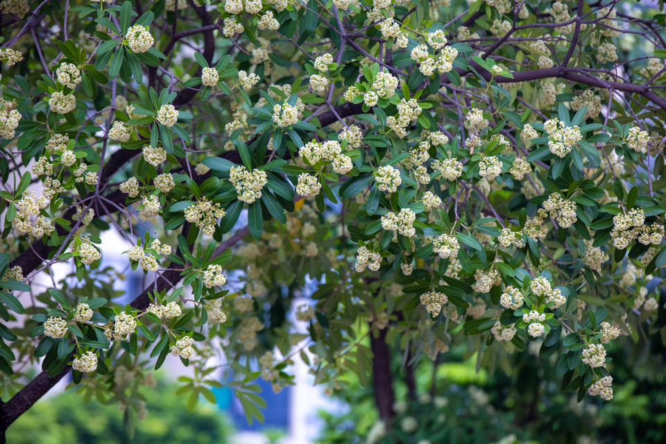 Có thể nói hoa sữa chính là đặc sản của mùa Thu Hà Nội, khiến người ta yêu hay ghét tuỳ theo cảm nhận của riêng mình. (Ảnh: Minh Sơn/Vietnam+)