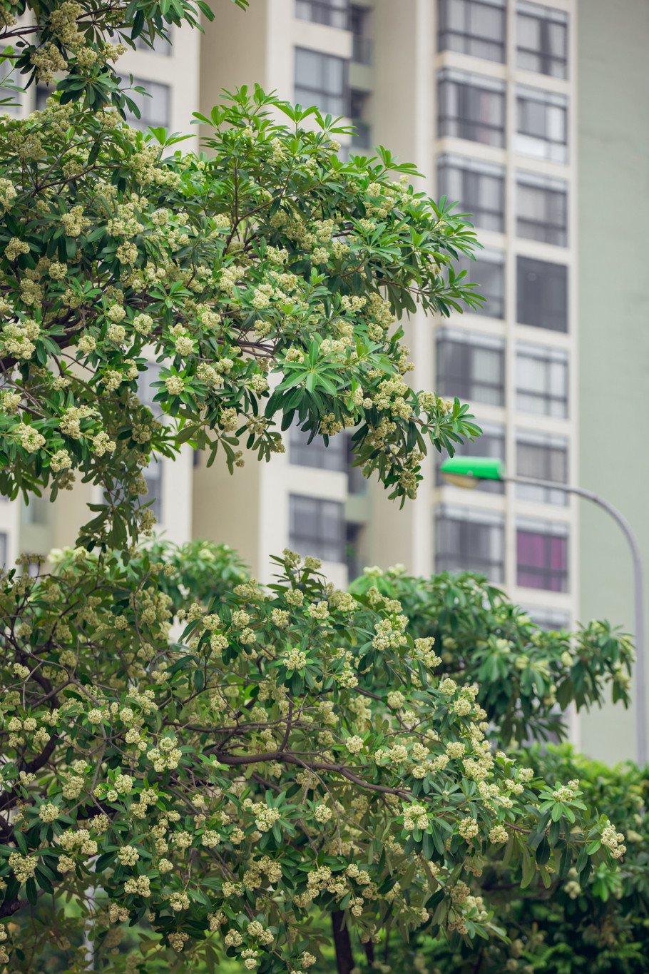 Hoa sữa không chỉ có ở Hà Nội, thế nhưng khi nhắc về hoa sữa người ta chỉ nhớ về Thủ đô. (Ảnh: Minh Sơn/Vietnam+)