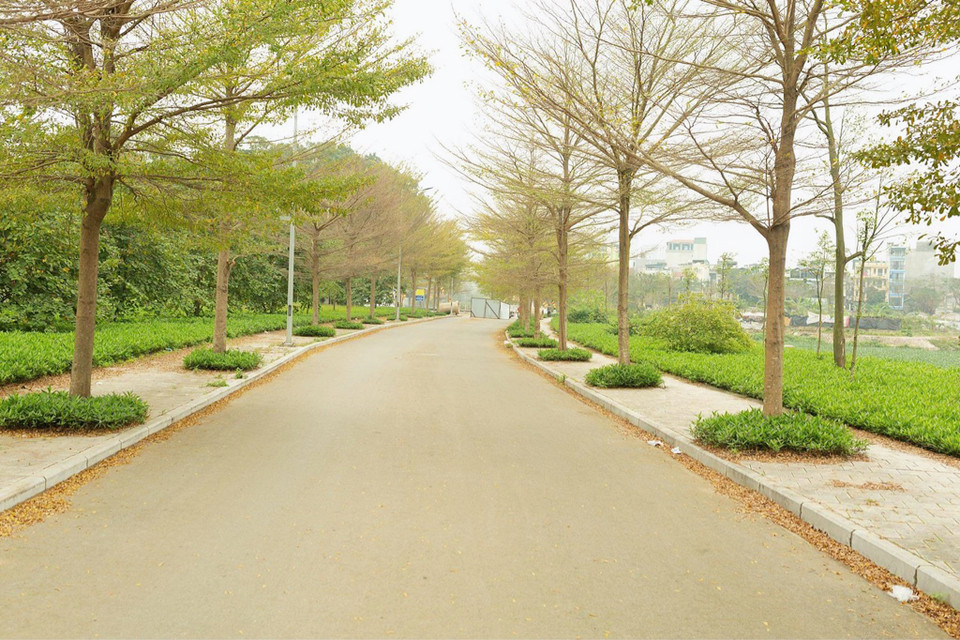 Hàng cây thẳng tắp tại Thủ đô ngả vàng, dần dần thay lá, vương đầy khắp cả con phố. (Ảnh:Vietnam+)