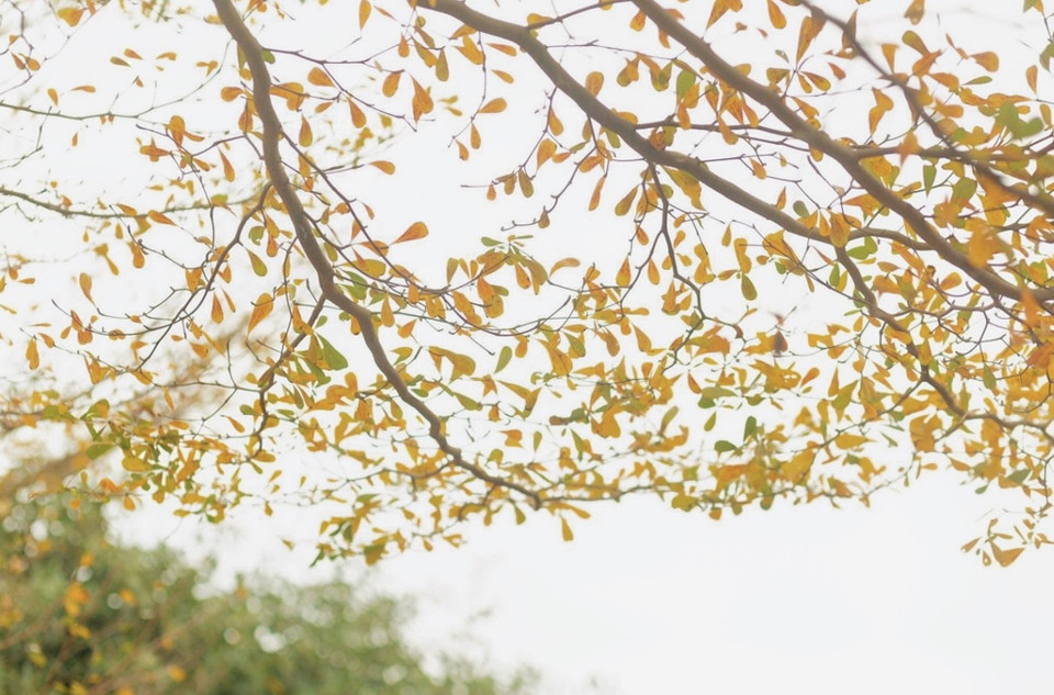 Và khoảnh khắc thật bình yên trong những chiều nắng nhẹ xuyên qua những tán cây bắt đầu chuyển vàng... (Ảnh:Vietnam+)