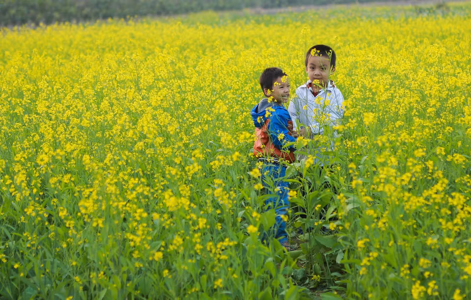Những cây hoa cải ở đây đều rất cao và nở hoa đều khiến cả vườn như nhuộm vàng cả chân trời. (Ảnh: Thế Đại/Vietnam+)
