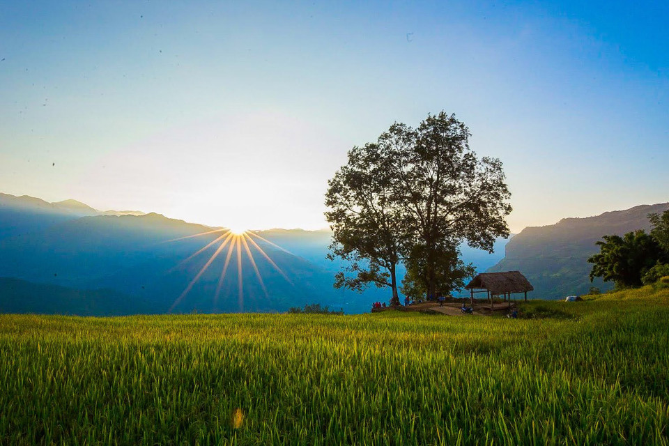 Y Tý nằm ở độ cao khoảng 2.000m so với mực nước biển. Mùa lúa chín ở Y Tý đến sớm nhất trong các nơi ở vùng núi phía Bắc. (Ảnh: Thế Đại/Vietnam+)