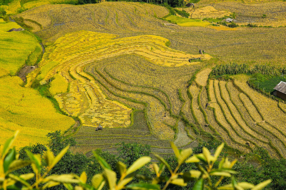 (Ảnh: Thế Đại/Vietnam+)