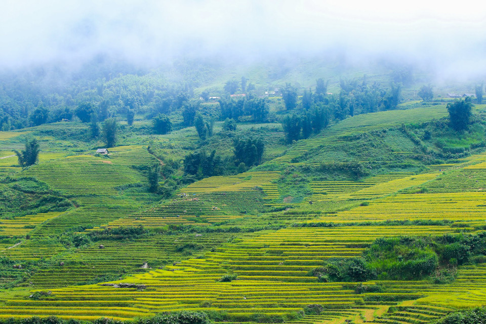 Đến với Y Tý, huyện Bát Xát, Lào Cai những ngày này, du khách có thể 'săn mây' và chiêm ngưỡng mùa lúa chín vàng rực rỡ trong tiết trời thu và cùng cảm nhận vẻ đẹp hùng vĩ của vùng đất đại ngàn Tây Bắc này. (Ảnh: Thế Đại/Vietnam+)