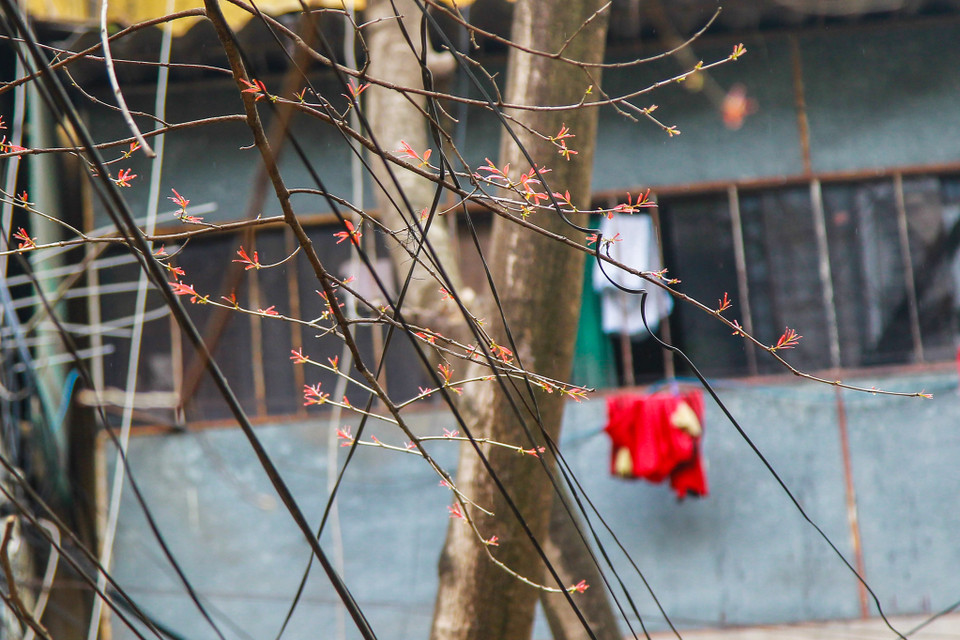 (Ảnh: Thế Đại/Vietnam+)