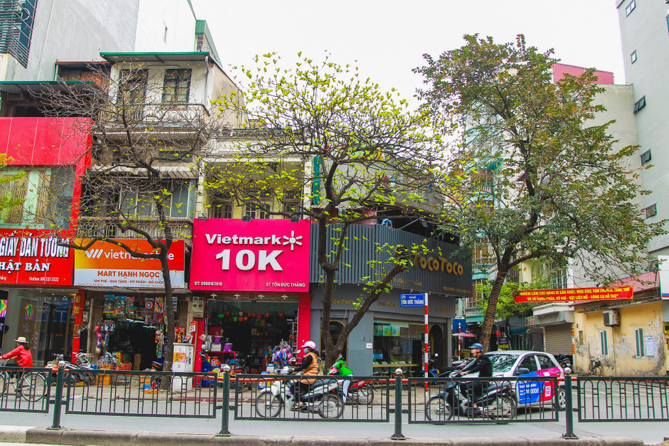 Tháng Ba này, đi trên đường phố Hà Nội, ai cũng dễ dàng nhận ra sự thay đổi của những hàng cây dọc phố. (Ảnh: Thế Đại/Vietnam+)