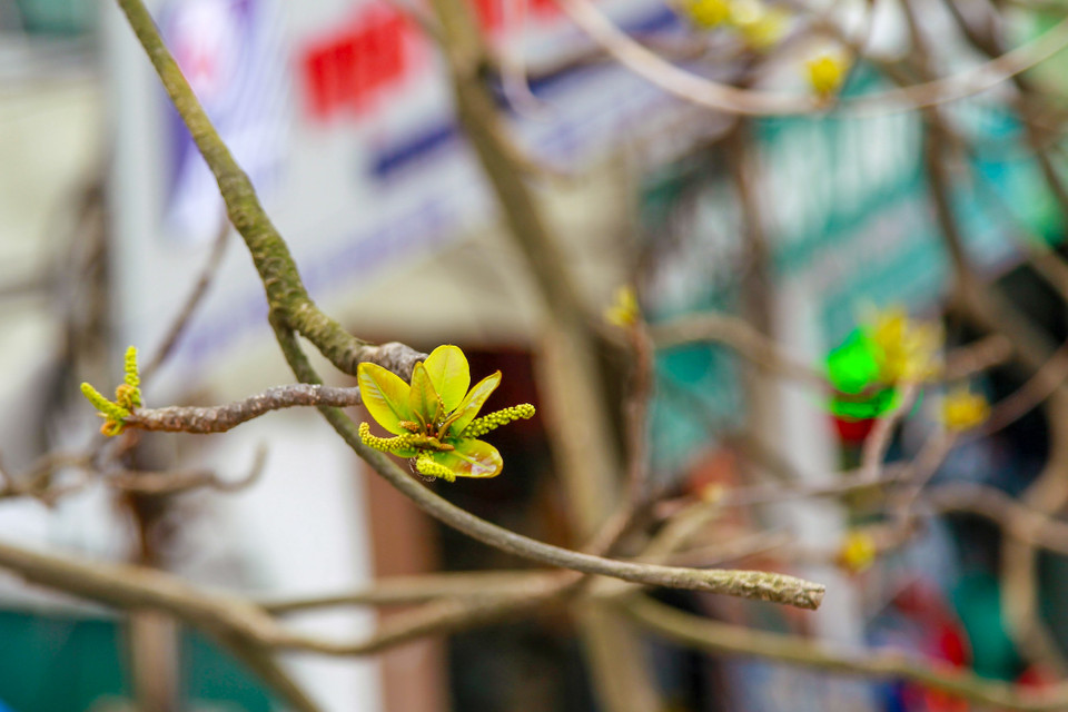 Giữa không gian ảm đạm, màu xanh mướt của lá bàng, lá sưa, lộc vừng; màu đỏ của bằng lăng khiến không khí xung quanh trở nên ấm áp lạ thường. (Ảnh: Thế Đại/Vietnam+)