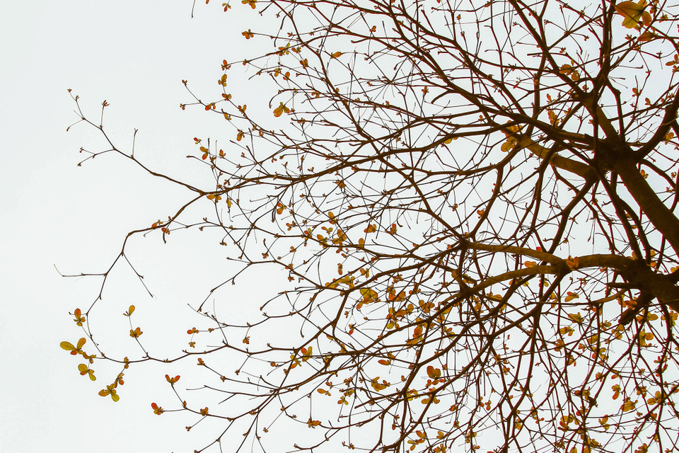 Cứ mỗi khi đến độ này, cây cối trên phố phường lại chuyển mình thay áo. (Ảnh: Thế Đại/Vietnam+)