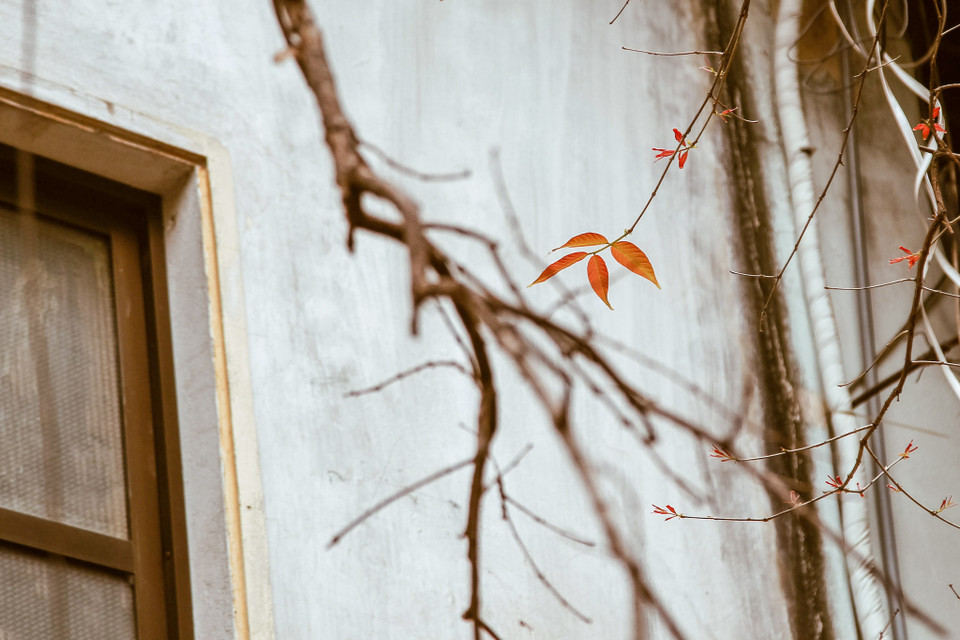 Màu xanh bừng sáng với thời tiết ấm áp là thời điểm du khách đến với Hà Nội nhiều hơn. (Ảnh: Thế Đại/Vietnam+)