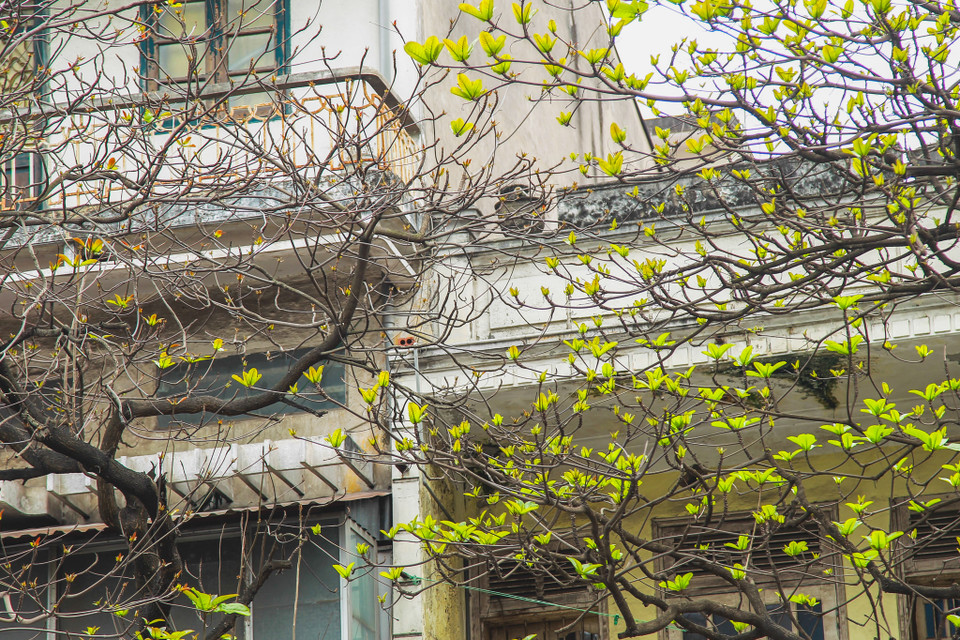 (Ảnh: Thế Đại/Vietnam+)