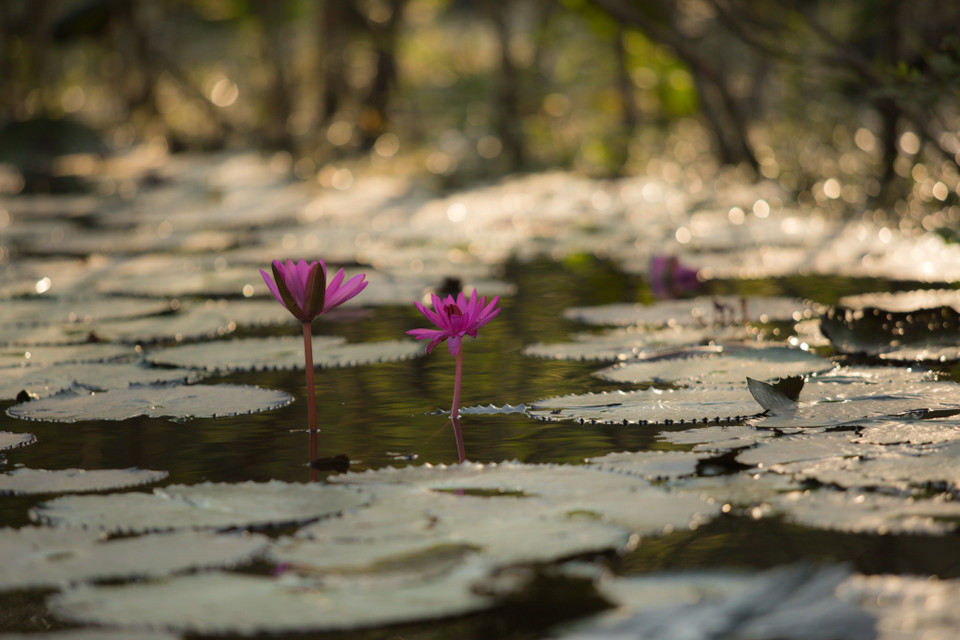 Dòng nước trong vắt trôi êm ả giữa núi đồi xanh ngắt, bầu trời lững lờ những áng mây trắng, đọng vài giọt nắng vàng sáng sớm khiến khung cảnh suối Yến vào Thu thật tĩnh lặng và thơ mộng. (Ảnh: Minh Sơn/Vietnam+)