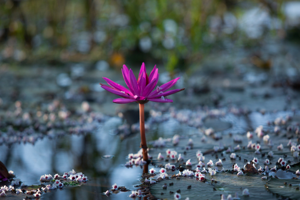 Những chiếc lá màu xanh điểm xuyết bên trên là bông hoa màu tím tạo thành một vẻ đẹp đến ngây người. (Ảnh: Minh Sơn/Vietnam+)
