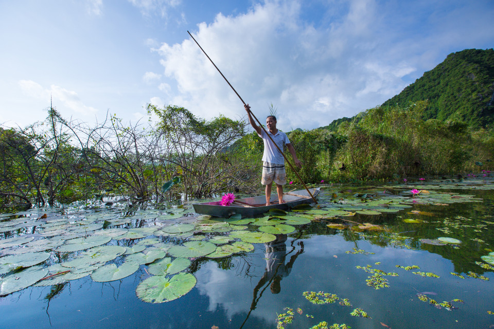 Nếu bạn muốn mua những bông hoa súng còn tươi nhất, người dân ở đây sẽ hái cho bạn. (Ảnh: Minh Sơn/Vietnam+)