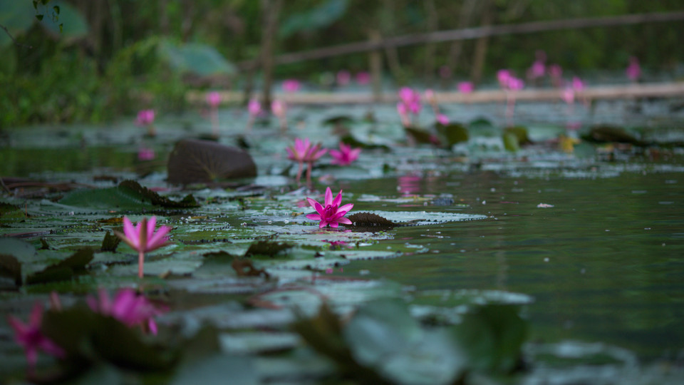 Nếu đã đến đây, chắc chắn trong lòng mỗi người đều ít nhiều lưu lại nhiều kỷ niệm đẹp khó quên về mùa hoa suối Yến. (Ảnh: Minh Sơn/Vietnam+)