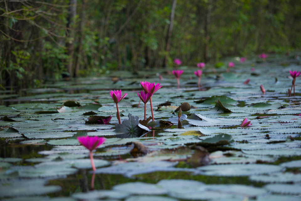 Bình minh ló dạng, hoa súng rực rỡ đón chào ban mai. Hoa súng vươn khỏi mặt nước chừng 10-20 cm, lá súng còn non có màu nâu đỏ rồi dần chuyển sang sắc xanh bóng mượt, bồng bềnh trên mặt nước. (Ảnh: Minh Sơn/Vietnam+)