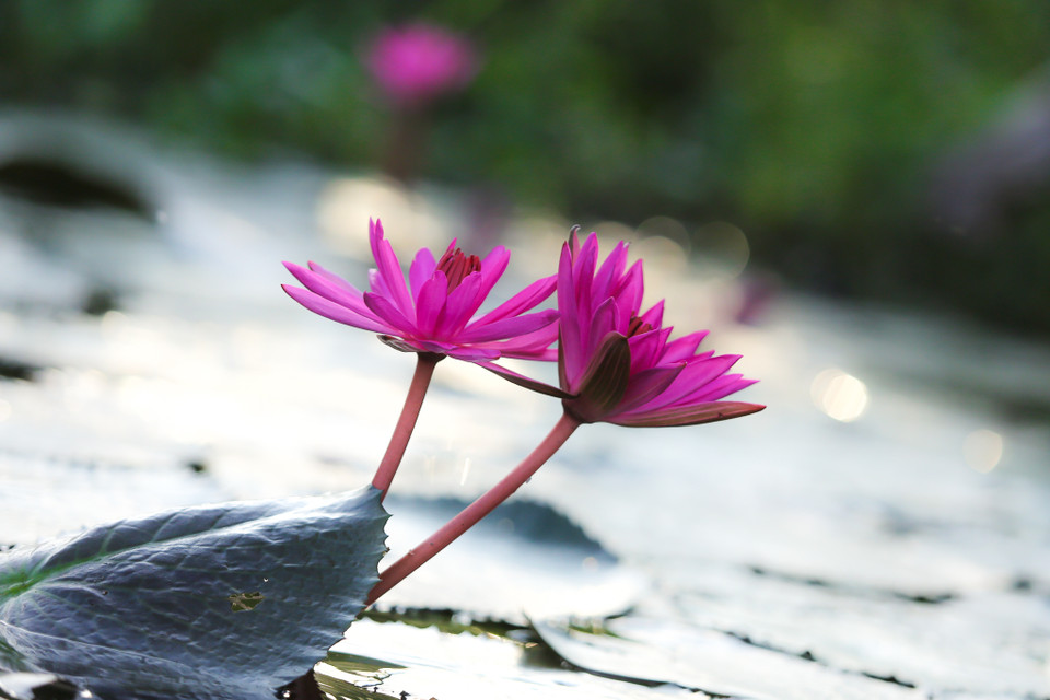 Đến hẹn lại lên, hoa súng nở rộ, sắc hồng đỏ bung ra, căng tràn nhựa sống, vươn mình mạnh mẽ trên mặt nước. (Ảnh: Minh Sơn/Vietnam+)