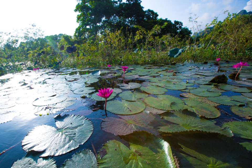 Thế nhưng không mấy người biết được rằng, suối Yến có một mùa hoa súng nở đẹp dịu dàng và tĩnh lặng. (Ảnh: Minh Sơn/Vietnam+)