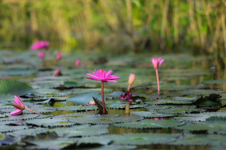 Hoa súng thường nở đơn lẻ nhưng chính sự lờ lững, cô độc, lấp ló trên mặt nước đã tạo nên một nét riêng biệt cho loài hoa này. (Ảnh: Minh Sơn/Vietnam+)